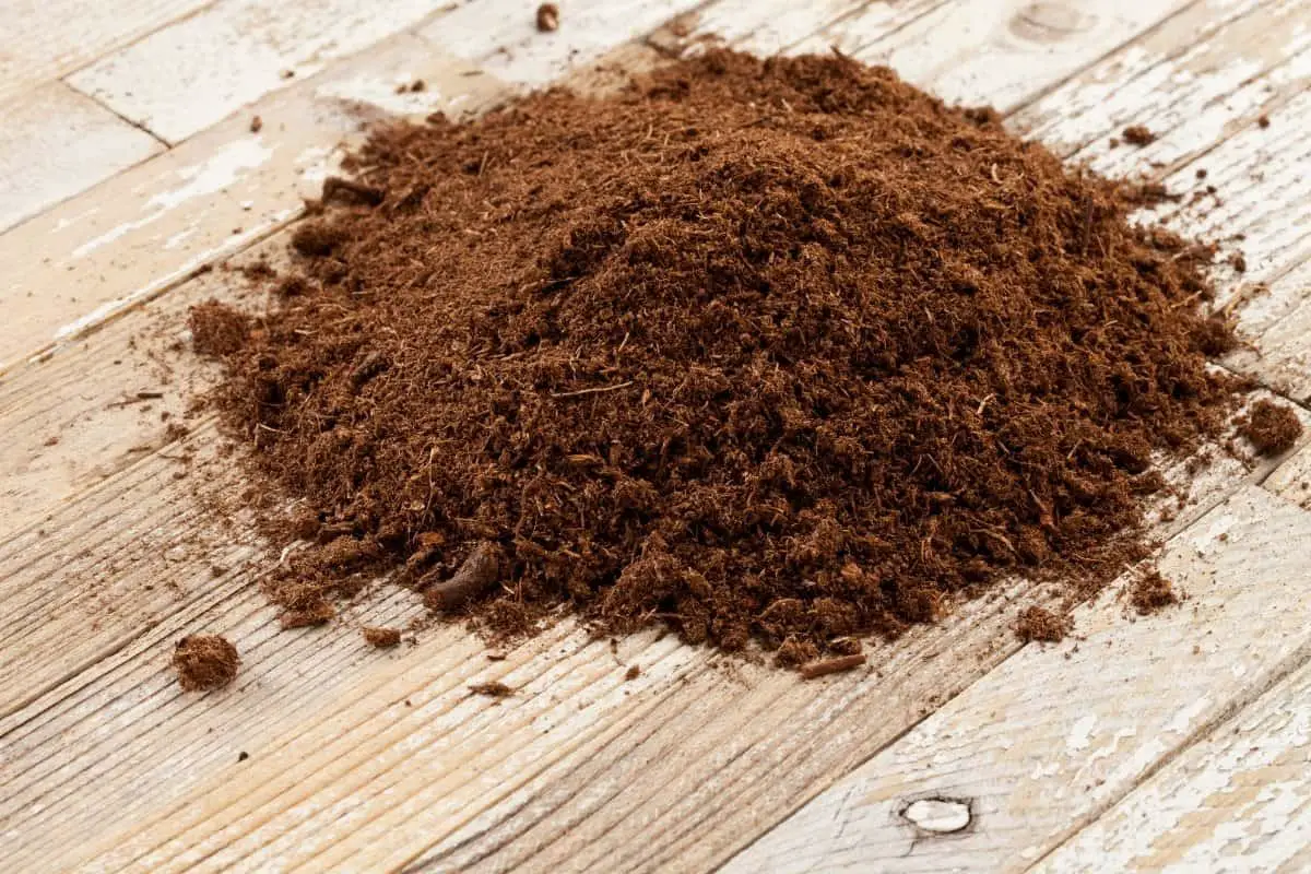 peat moss for soil improvement